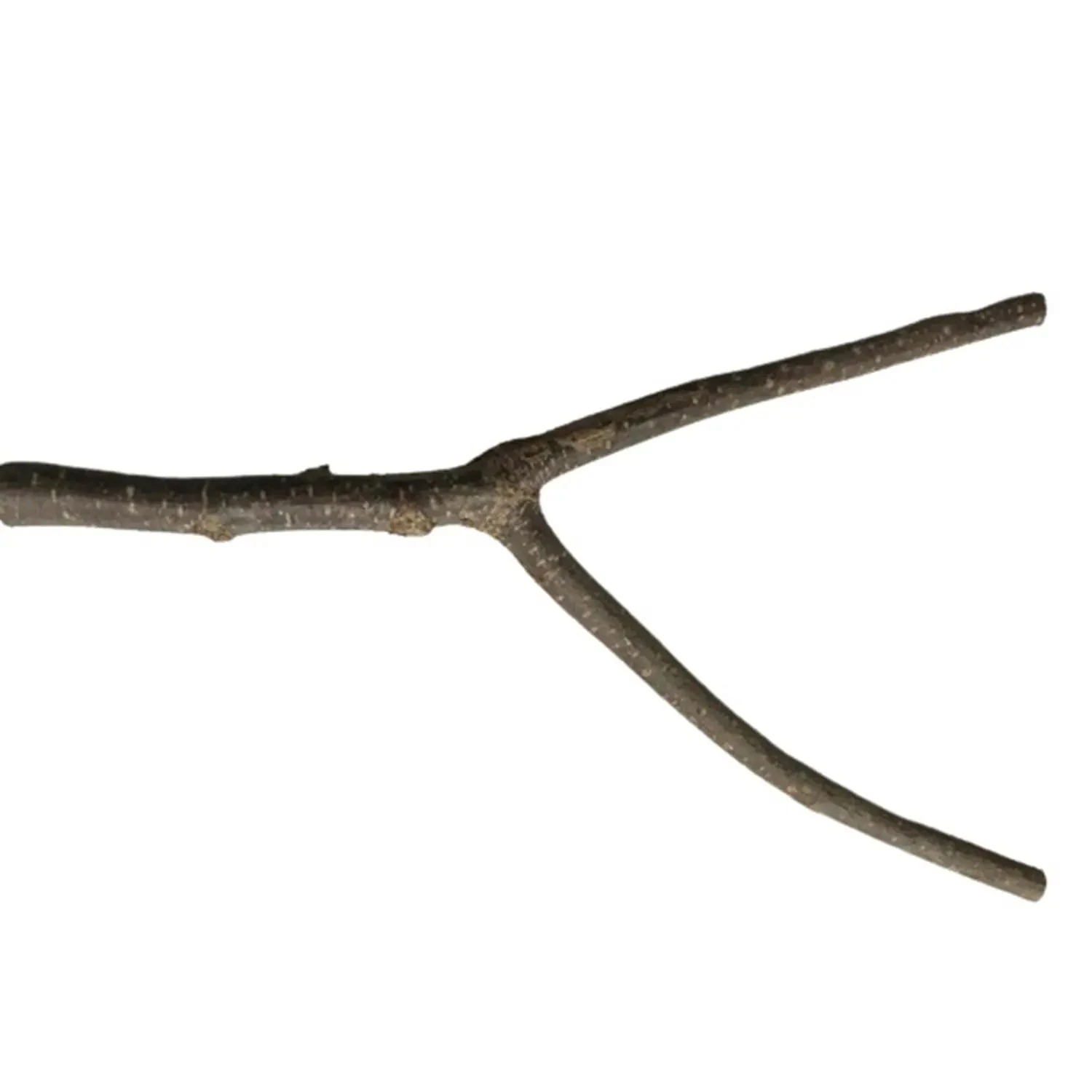 Beaks Kuşlar İçin Doğal Tünek M 27,5 Cm