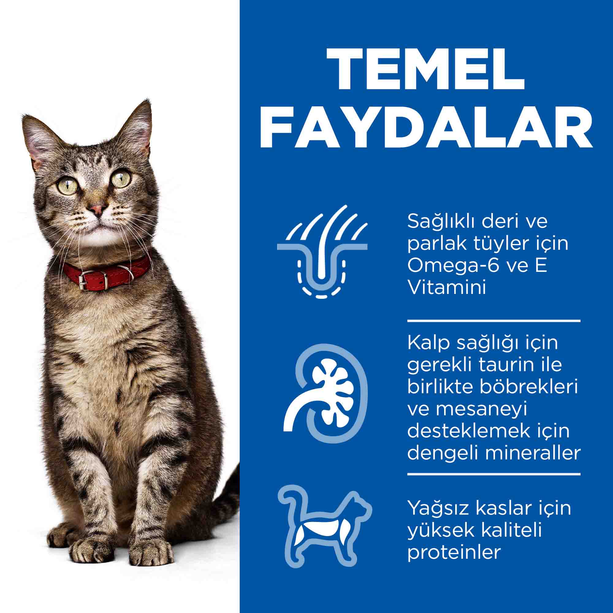 Görsel küçük resim 6